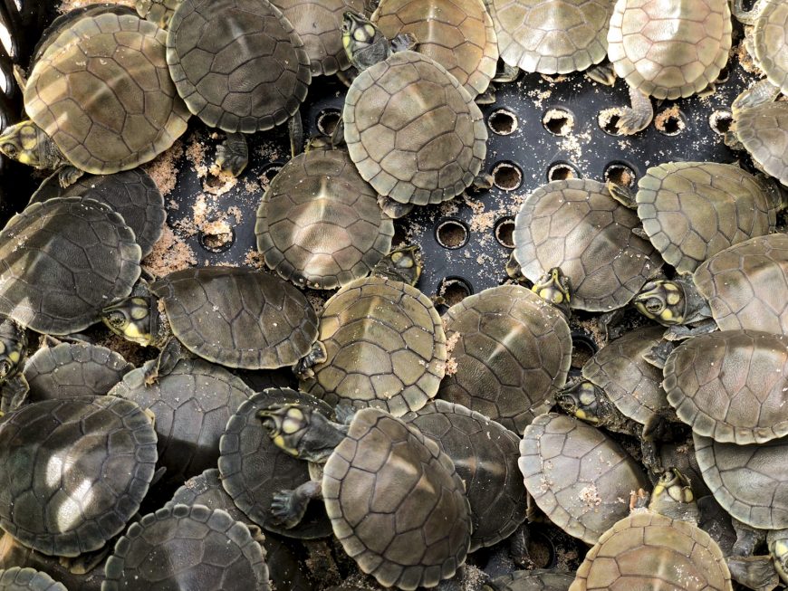 Mais De Mil Filhotes De Tartaruga Ser O Soltos No Rio Guapor