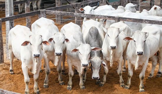 OPERAÇÃO VACA LOCA