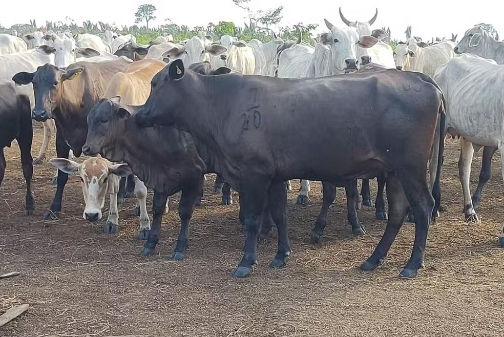 Secretaria de Estado do Desenvolvimento Ambiental